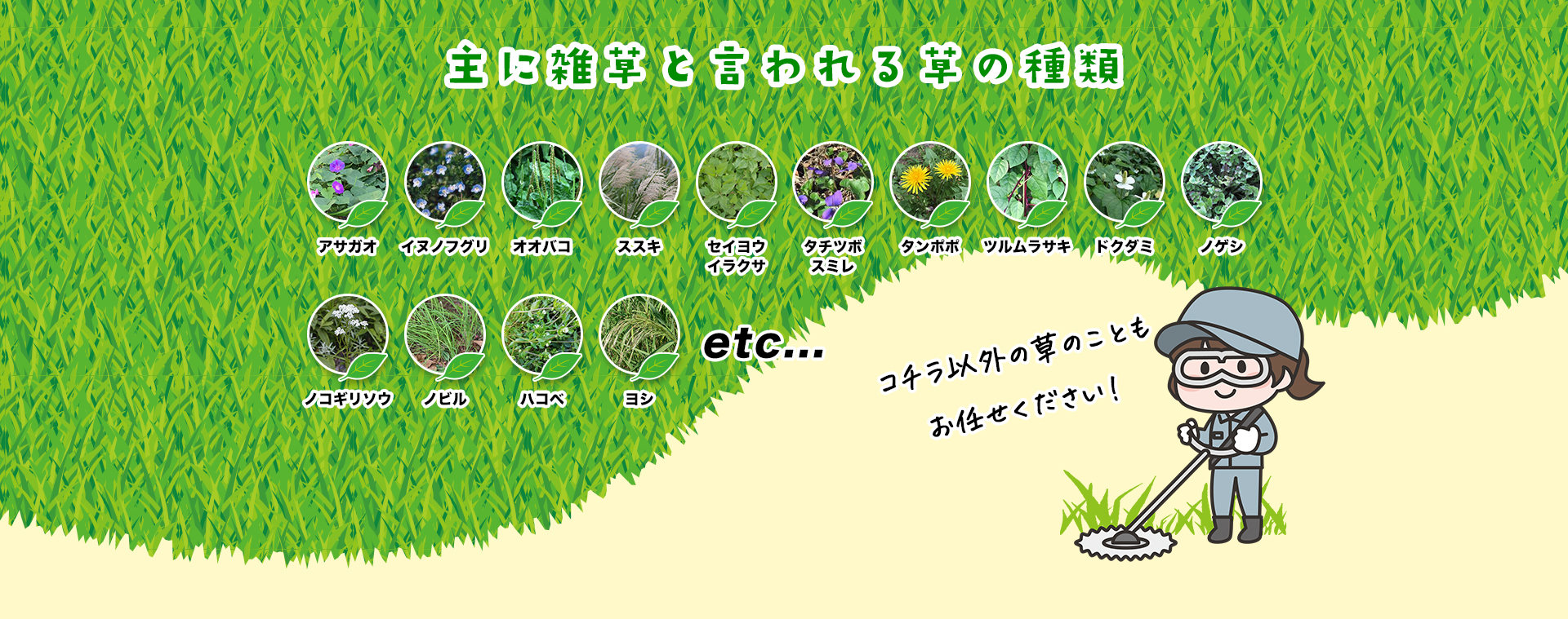 主に雑草と言われる草の種類